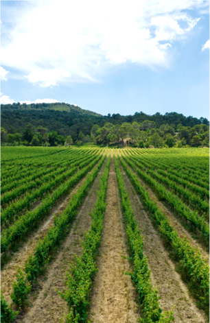 Vineyards at private castle in Provence